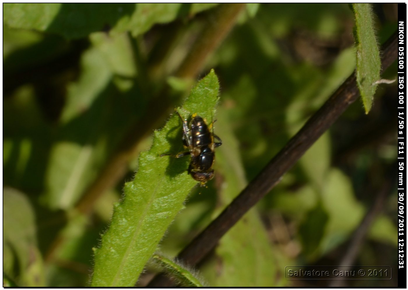 Eristalinus sp. (Syrphidae)